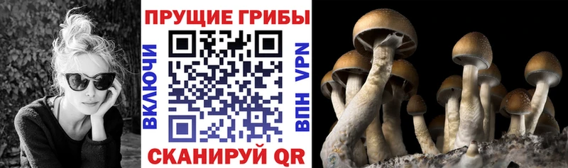 Галлюциногенные грибы Psilocybine cubensis  где можно купить наркотик  Орлов 